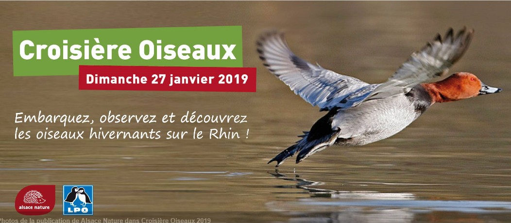 Croisiere Oiseaux 2019